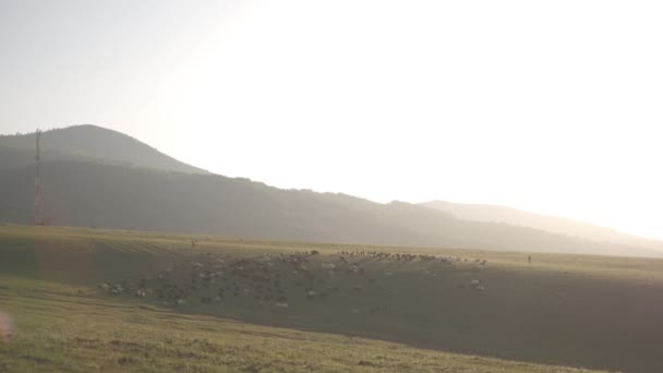 多雾的清晨 成群的羊在山脚上吃草 — 图库视频影像