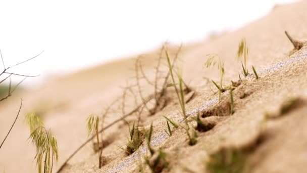 Grama Cresce Deserto Areia Closeup Tempo Nublado — Vídeo de Stock