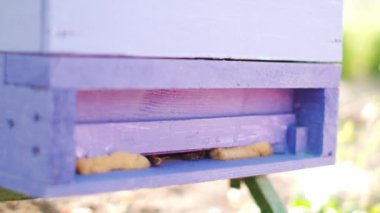 Bees Meadow 'da. Mor renkli arı kovanından çıkan arılar. Yavaş çekim