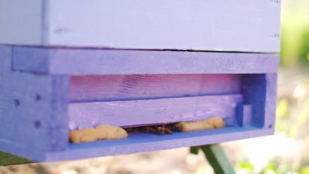 Bees Meadow Abelhas Voando Para Fora Colmeia Cor Roxa Movimento — Vídeo de Stock