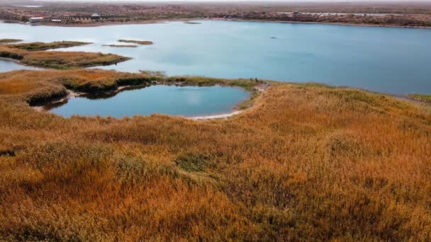 Bir Dron Sazlıklarla Kaplı Göl Adalarının Üzerinden Suyun Üzerinde Oturan — Stok video