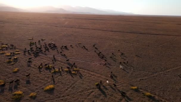 Drone Vlucht Een Kudde Schapen Geiten Steppe Bij Zonsondergang — Stockvideo