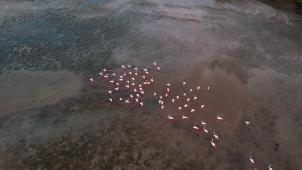 Voo Drone Sobre Bando Flamingos Cor Rosa Baía Dubai Pôr — Vídeo de Stock