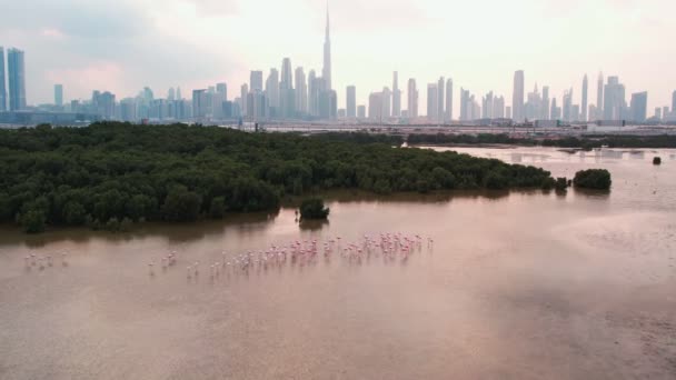 Paseo Avión Tripulado Sobre Una Bandada Flamencos Rosados Frente Dubai — Vídeos de Stock