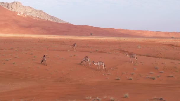 晴れた日には山を背景に砂漠を砂の上を歩くラクダの上を飛行 — ストック動画