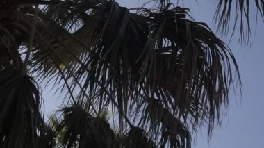Palmiye yaprakları ve dallar bulutsuz mavi gökyüzüne karşı