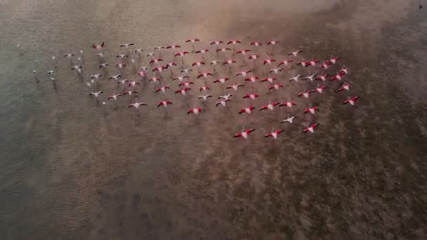 Vuelo Avión Tripulado Sobre Una Bandada Flamencos Rosados Dubai Bay — Vídeos de Stock
