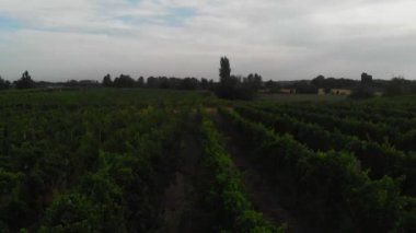 İnsansız hava aracı bağların üzerinden günbatımına doğru yavaşça uçuyor.