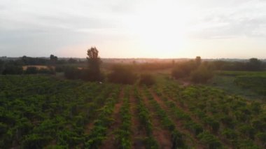 İnsansız hava aracı bağların üzerinden günbatımına doğru yavaşça uçuyor.
