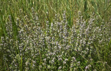 Kekik çayırda büyüyor.