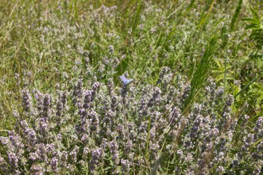 Kekik çayırda büyüyor.