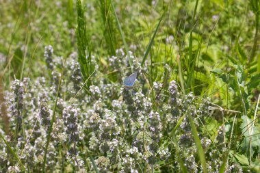 Kekik çayırda büyüyor.
