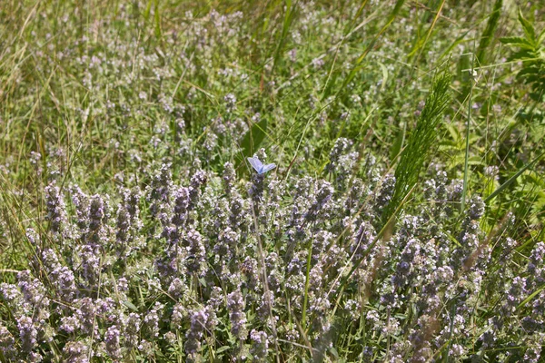 牧草地で育つタイム — ストック写真