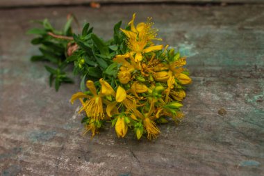 St. John otları, şifalı bitkiler, sarı buket, Hypericum.