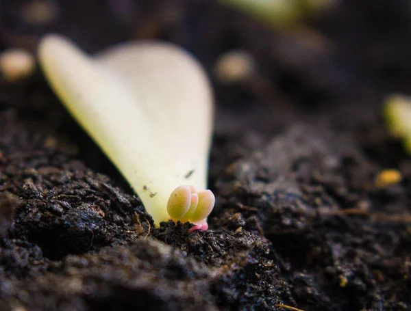 Brotó Una Hoja Suculenta Echeveria —  Fotos de Stock