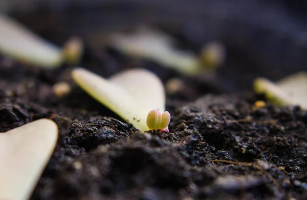 Brotó Una Hoja Suculenta Echeveria —  Fotos de Stock