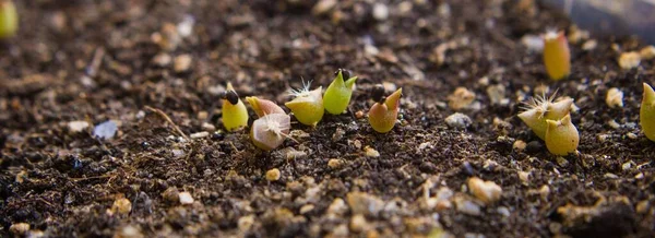 Pequeños Cactus Semillas —  Fotos de Stock