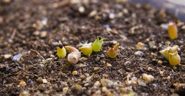 種子からの小さなサボテン — ストック写真
