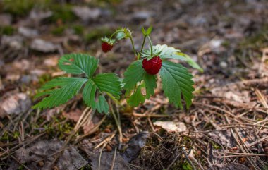 Çilekler, yaz meyveleri, ormandaki açıklıklarda