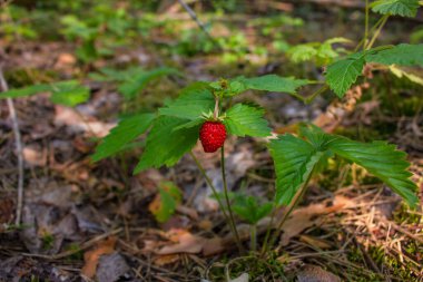 Çilekler, yaz meyveleri, ormandaki açıklıklarda