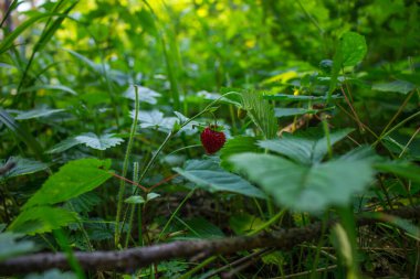Çilekler, yaz meyveleri, ormandaki açıklıklarda