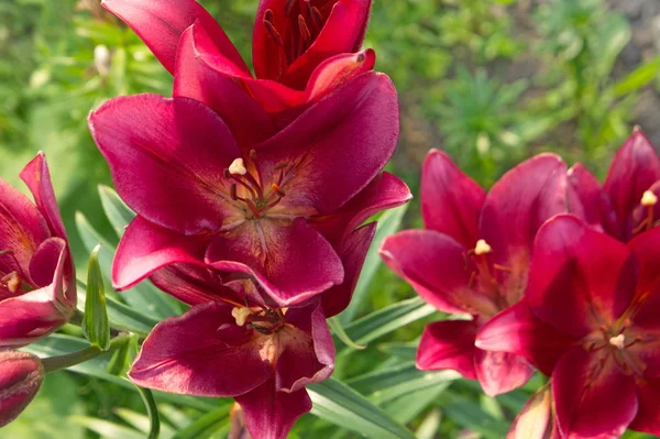 Dark pink garden lily of large size. — Stock Photo, Image