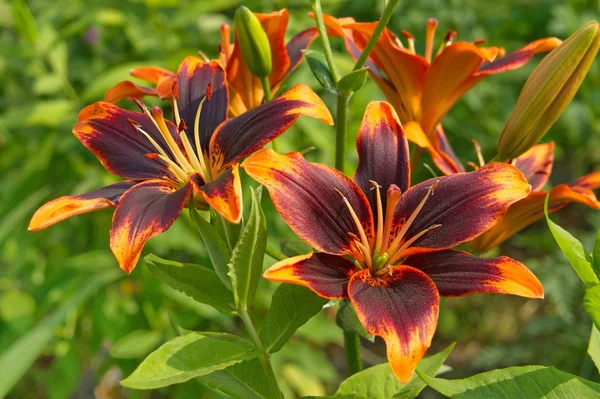 Asiatic garden lily Forever Susan. — Stock Photo, Image