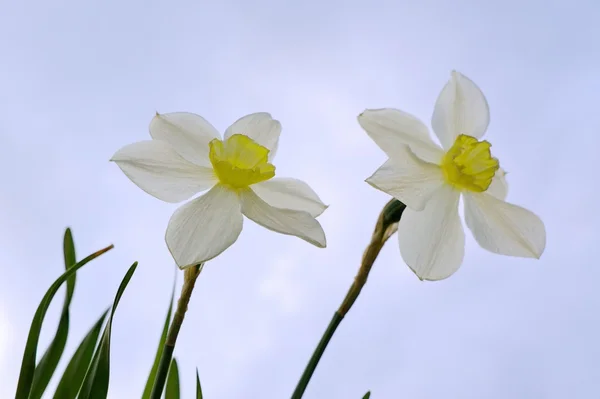 Couple narcissus on a blue sky background. — Stock Photo, Image