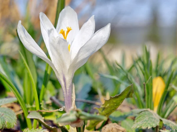 White Crocus of early spring. — Stock Photo, Image