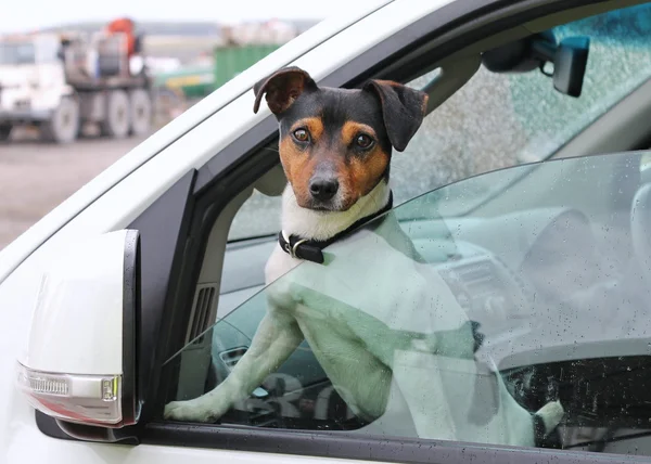 bir köpek araba penceresinden bakıyor.