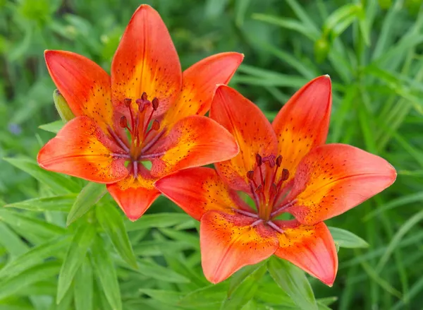 Asiatic garden tiger lilies — Stock Photo, Image