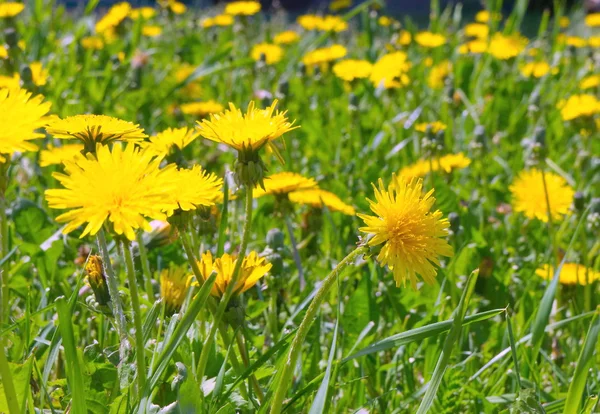 Dandelions güneşli bir günde çim. — Stok fotoğraf