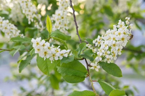 Rama floreciente pájaro-cerezo — Foto de Stock