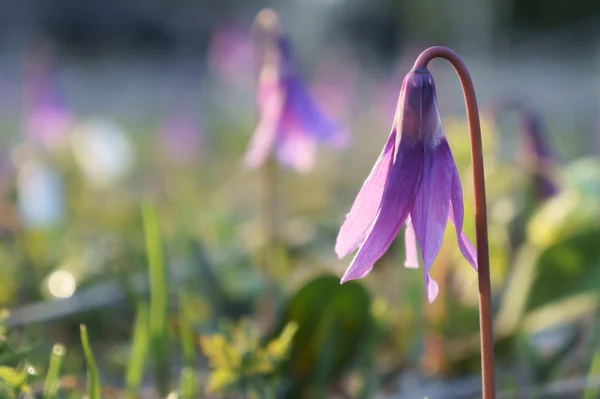 Pink flower — Stock Photo, Image