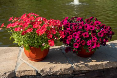 Güneşli bir yaz gününde, iki saksı çiçek açan petunya çalısı bir çeşmenin kenarında duruyor..