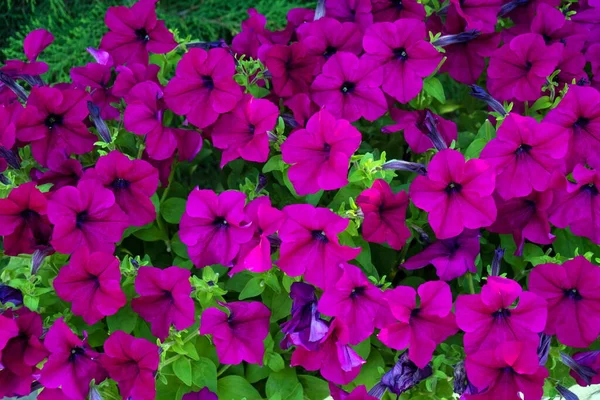 Background Numerous Crimson Flowers Hybrid Petunia Green Stems Summer Day — Stock Photo, Image