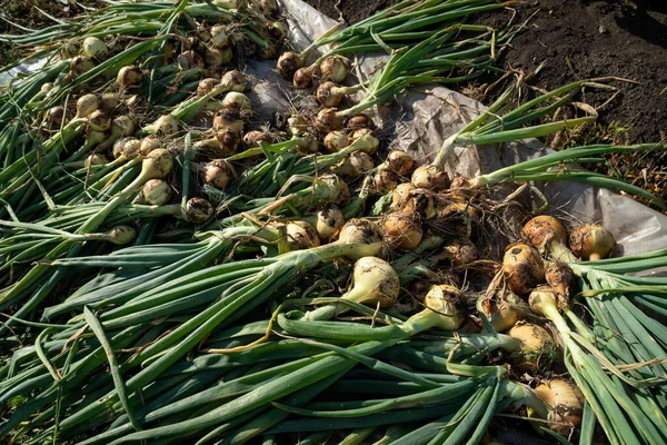 Harvest Onions Tops Lies Film Dried Sun — Stock Photo, Image