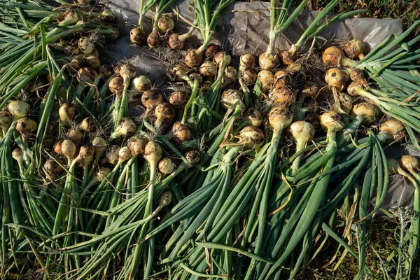 Harvest Onions Tops Just Plucked Lies Film Dried Sun Garden — Stock Photo, Image