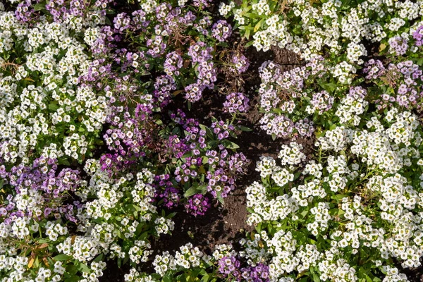 Vista Superior Del Floreciente Alyssum Spinosum Una Familia Repollo Blanco —  Fotos de Stock