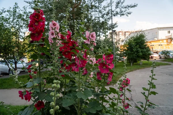 夏日的城市环境中 绽放着粉红色和红色的Mallow或Stockrose Alcea Rosea — 图库照片
