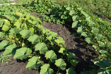 Güneşli bir yaz gününde sebze bahçesinde kabak felaketi yayıldı..