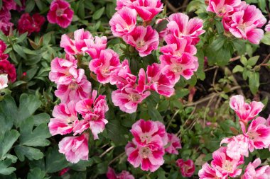 The delicate pink flowers of Godetia grandiflora bloom profusely in the garden in summer. clipart