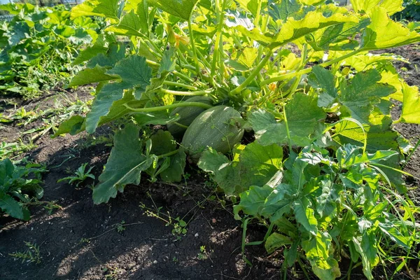 Arbusto Calabaza Espagueti Con Frutas Crece Huerto Día Soleado Verano — Foto de Stock