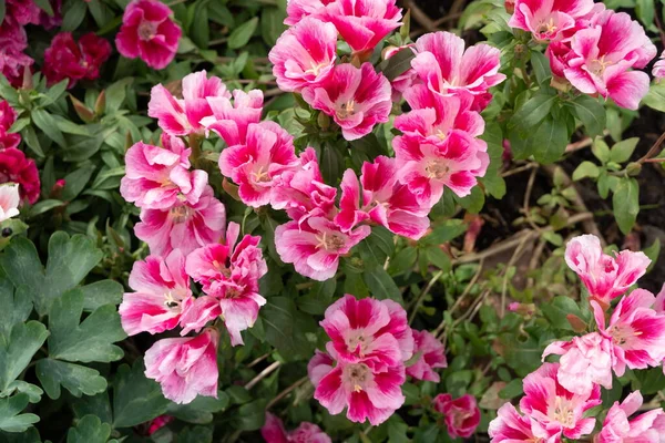 Delicate Roze Bloemen Van Godetia Grandiflora Bloeien Rijkelijk Tuin Zomer — Stockfoto