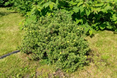 Çiçekli Kuril çayı (Dasiphora Raf. ), Potentilla L. veya Pentaphylloides fruticosa güneşli bir yaz gününde çimlerde yetişir..