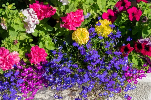 晴れた夏の日にPetunias Lobelia Imeretianサフランを咲かせる花壇 — ストック写真