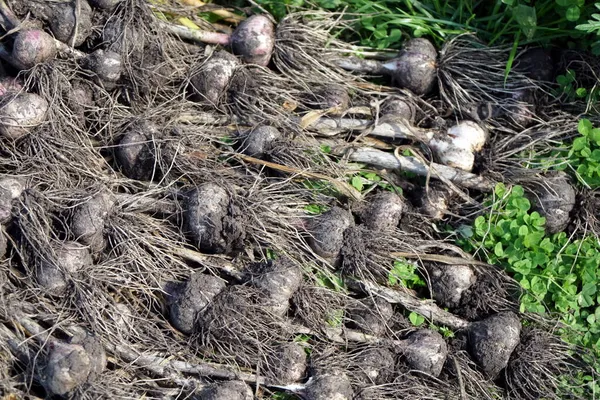 Heads Garlic Lat Llium Satvum Just Pulled Out Ground Lie — Stock Photo, Image