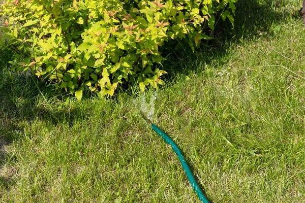 Watering Japanese Spirea Bush Flexible Garden Hose Lying Lawn Sunny — Stock Photo, Image