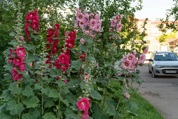 Цветы Розовой Красной Малины Розы Alcea Rosea Цветут Лужайке Возле — стоковое фото