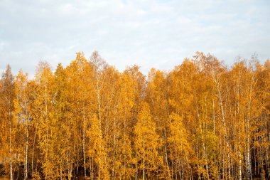 Sonbaharın sonlarında sarı yapraklı Rus beyaz huş ağaçları.